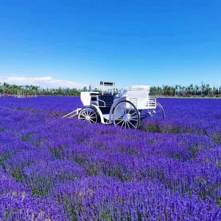 伊犁看花：全景伊犁8日深度行